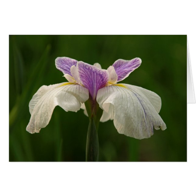 Iris (Anverso (Horizontal))