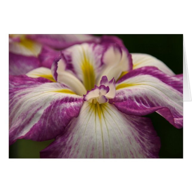 Iris (Anverso (Horizontal))