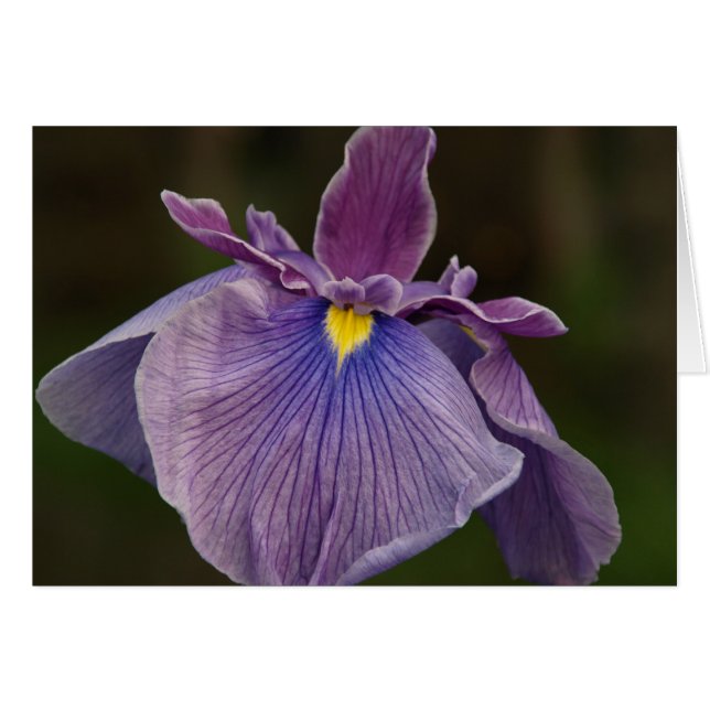 Iris (Anverso (Horizontal))