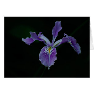 Iris 02 de Oregon