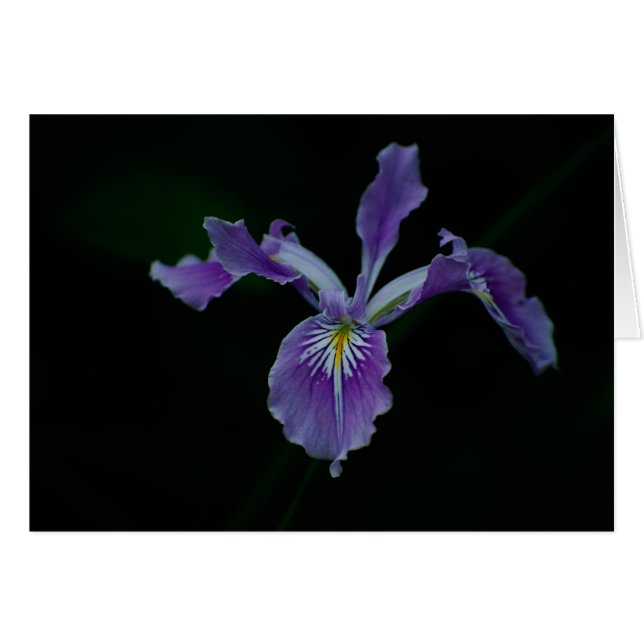 Iris 02 de Oregon (Anverso (Horizontal))