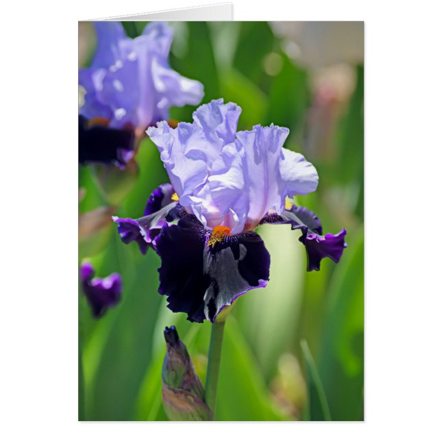 Iris 0992 (Frente)