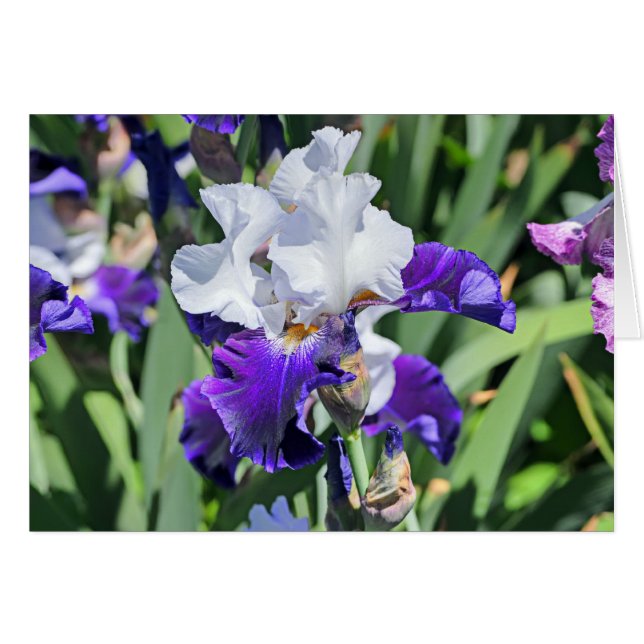 Iris 1039 (Anverso (Horizontal))