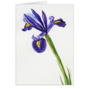 "Iris 2"