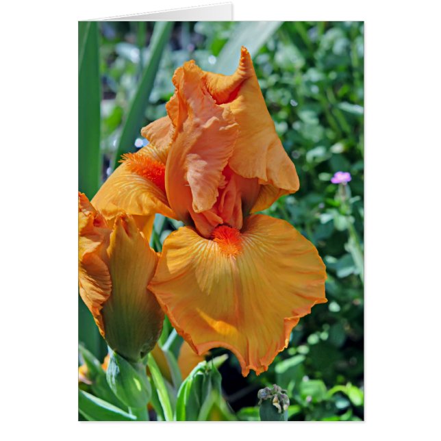 Iris 797 (Frente)