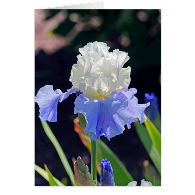 Iris 965 (Frente)