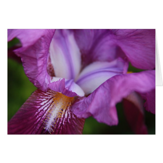 Iris alemán con barba (Anverso (Horizontal))