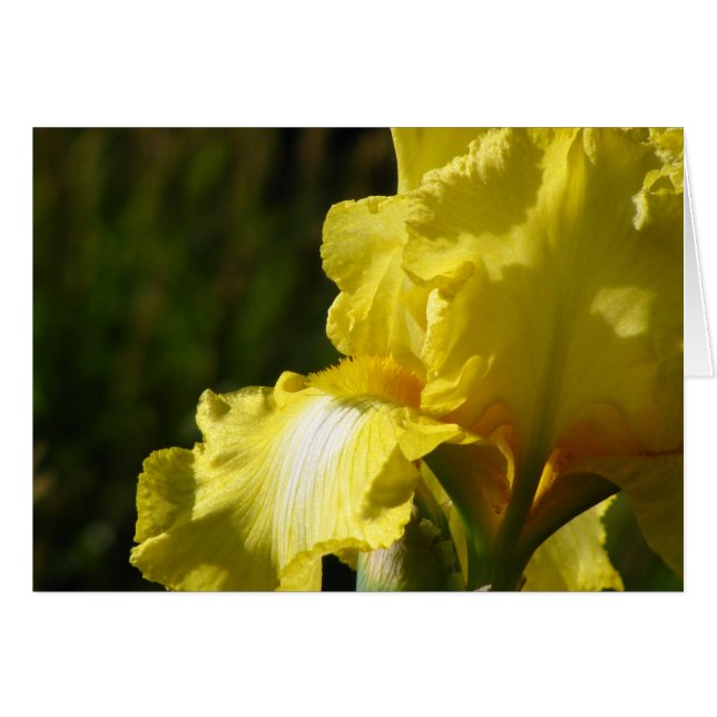 Iris amarillo (Anverso (Horizontal))