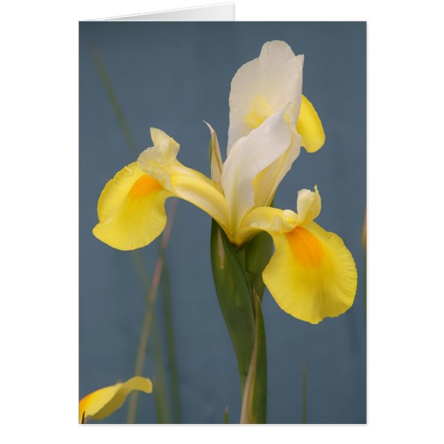 Iris amarillo (Frente)