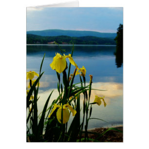 Iris amarillo en la orilla del lago