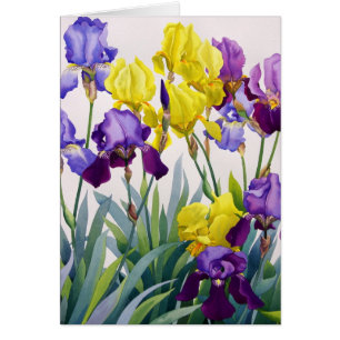 Iris amarillos y púrpuras