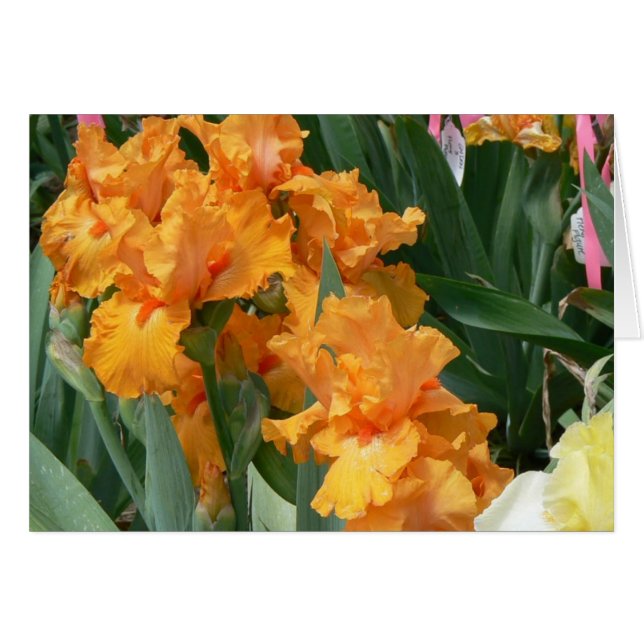 Iris anaranjado (Anverso (Horizontal))