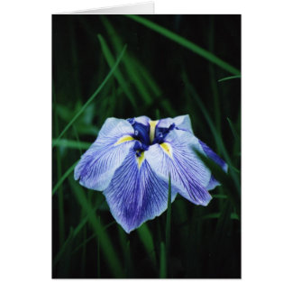 Iris azul