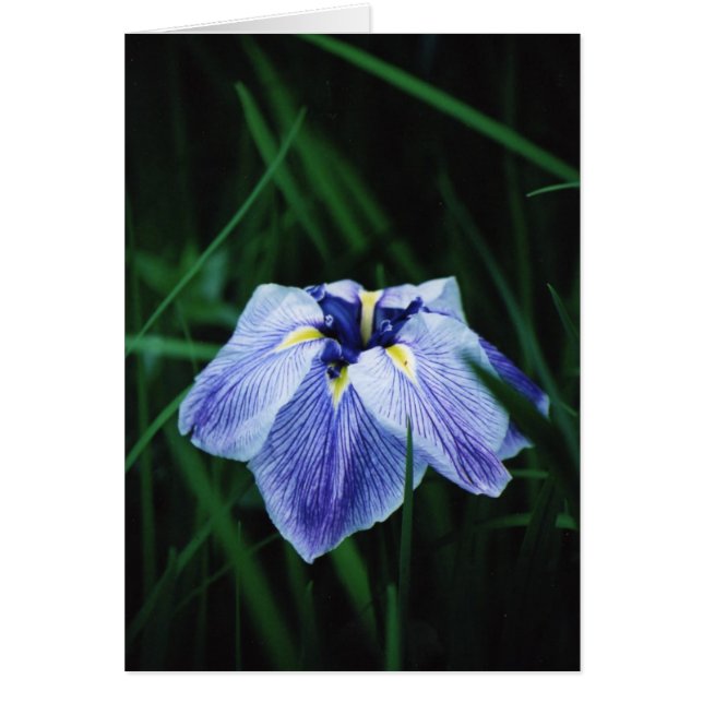 Iris azul (Frente)
