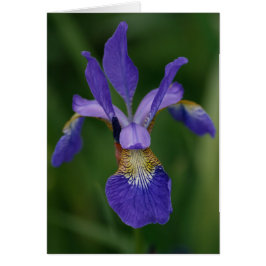 Iris azul