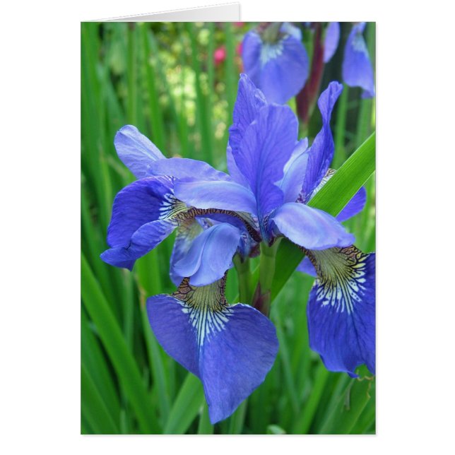 iris azul (Frente)