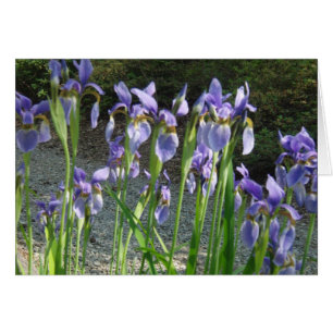 Iris azul