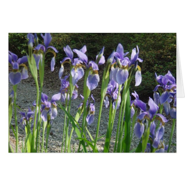 Iris azul (Anverso (Horizontal))