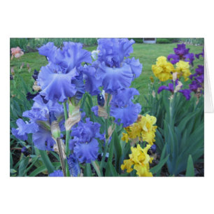 Iris azul