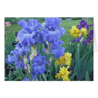 Iris azul