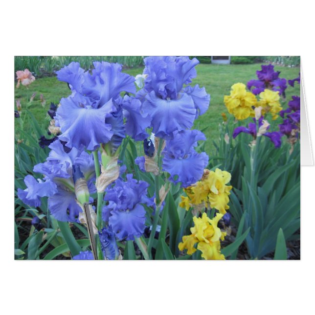 Iris azul (Anverso (Horizontal))