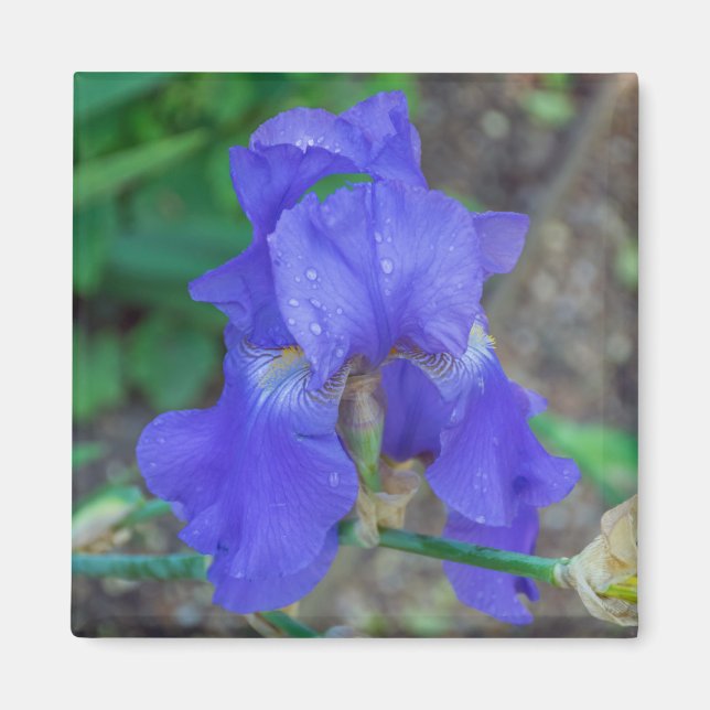 Iris azul hacia arriba imán de refrigerador cercan (Frente)