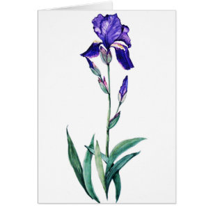 Iris azul por PMACarlson