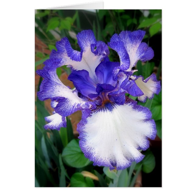 Iris ~ azul y blanco (Frente)