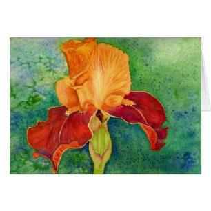 Iris barbudo