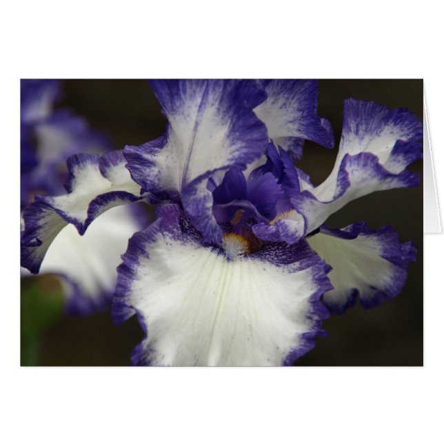 Iris barbudo (Anverso (Horizontal))