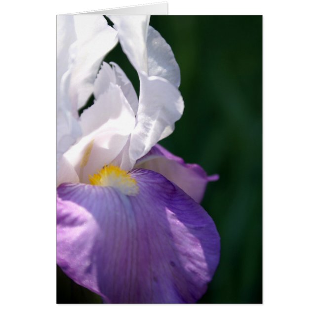 Iris Beauty (Frente)