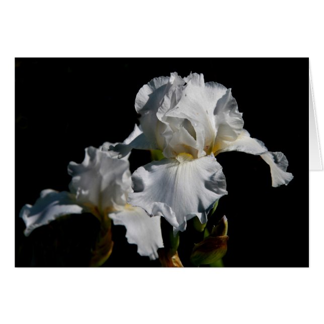 Iris blanco (Anverso (Horizontal))