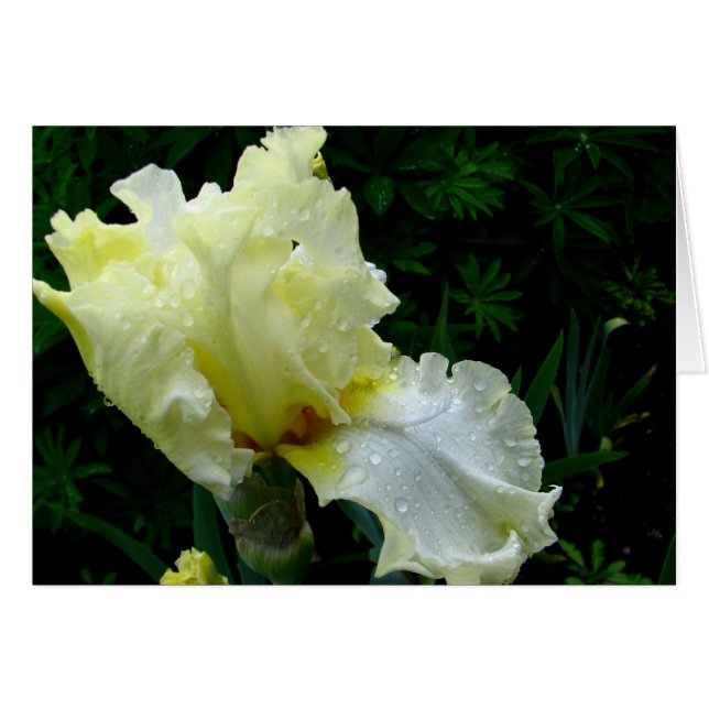 Iris blanco (Anverso (Horizontal))