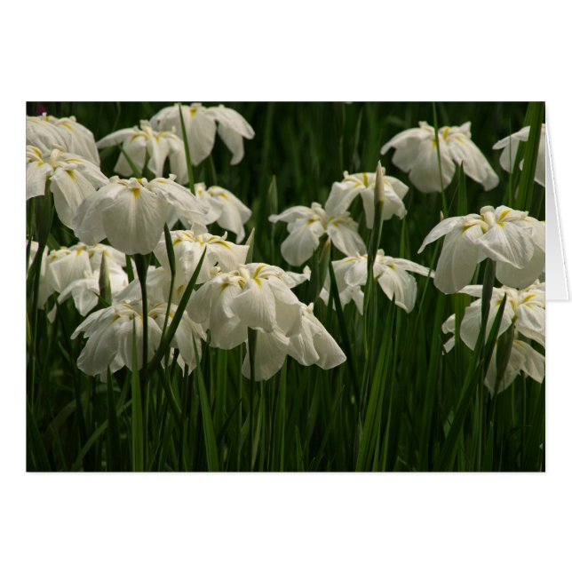 Iris blancos (Anverso (Horizontal))