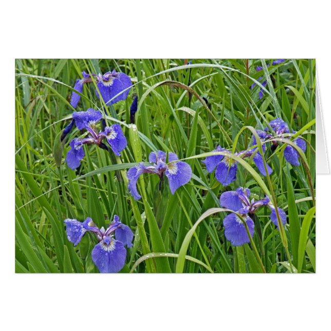 Iris Blooms (Anverso (Horizontal))