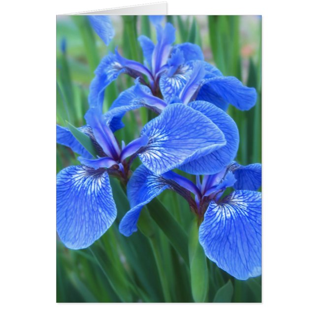 Iris Blue (Frente)