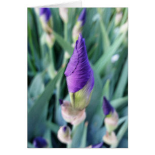 iris bud púrpura