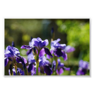 Iris Cluster 6 x 4 Impresión fotográfica