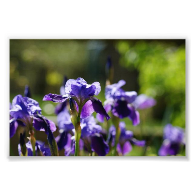 Iris Cluster 6 x 4 Impresión fotográfica (Frente)