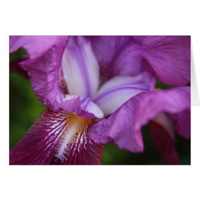 Iris con barba (Anverso (Horizontal))