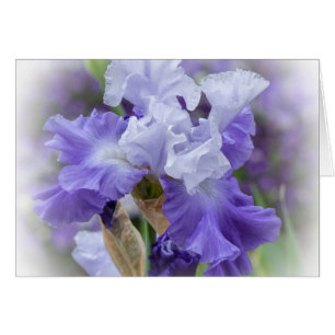 Iris con barba Regal - Tarjeta en blanco y púrpur