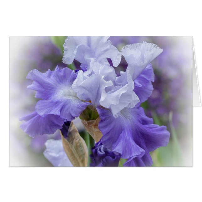 Iris con barba Regal - Tarjeta en blanco y púrpura (Anverso (Horizontal))