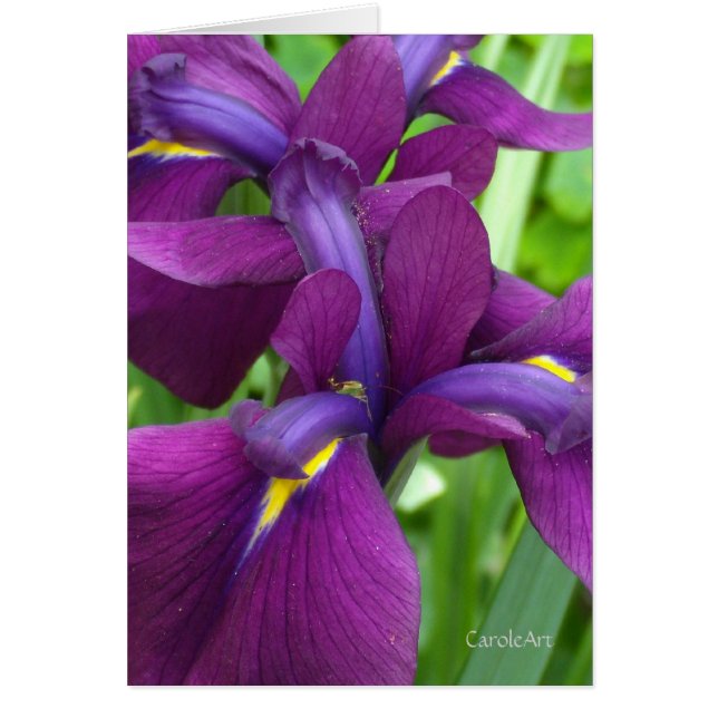 Iris de color morado oscuro (Frente)