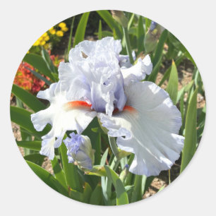 Iris de Lavanda con Pegatinas de las barbas Naranj