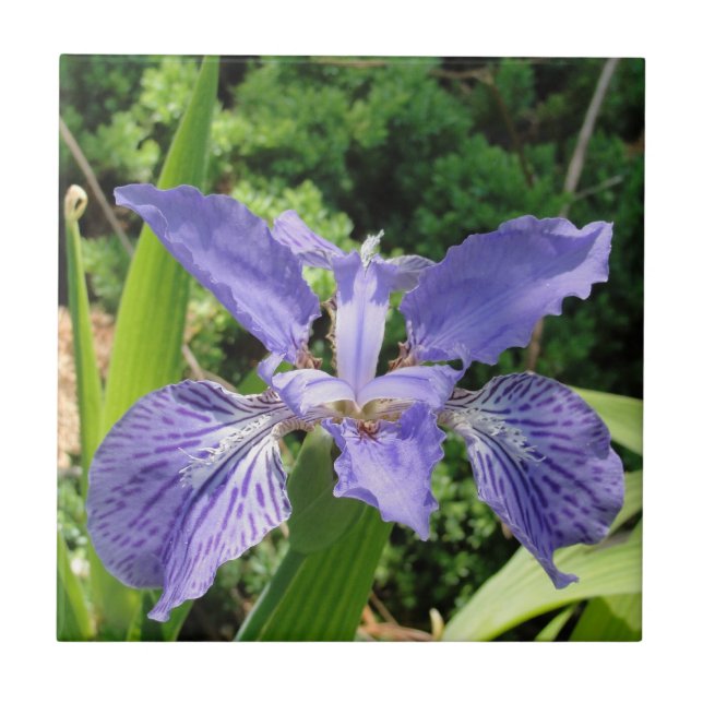 Iris del jardín, azul, teja 4,25 (Frente)