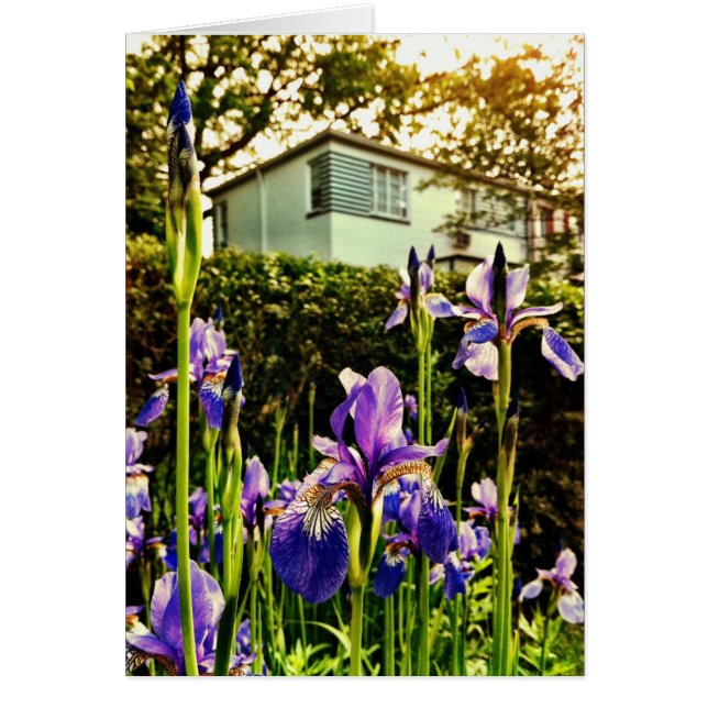Iris florecientes delante del museo del Greenbelt (Frente)