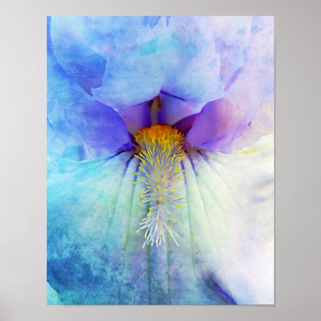 Iris Flower Macro Fotografías de arte en la pared (Frente)