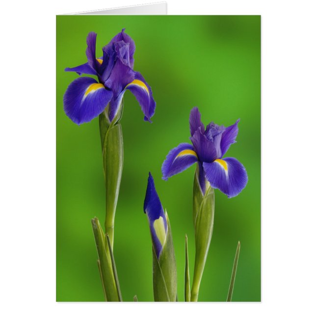 Iris Flowers (Frente)