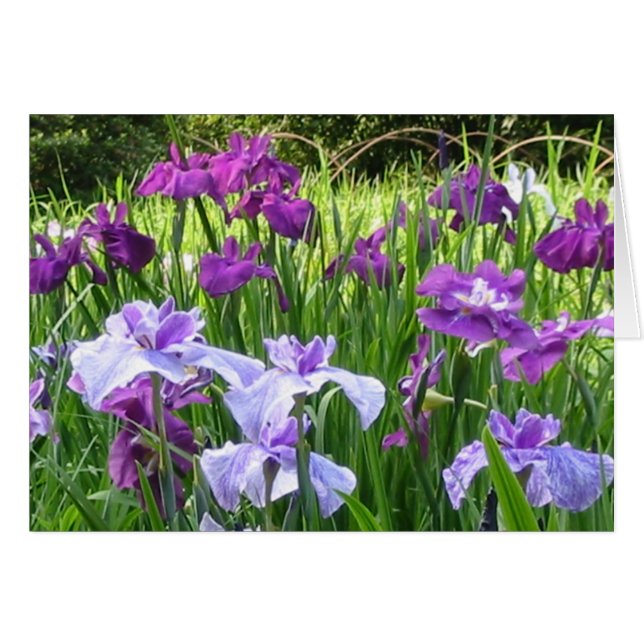Iris japonés (Anverso (Horizontal))
