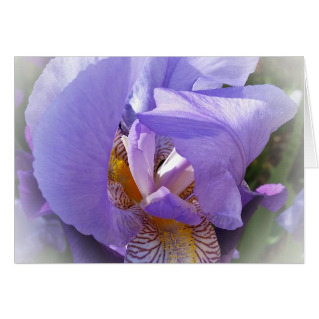 iris morado (Anverso (Horizontal))